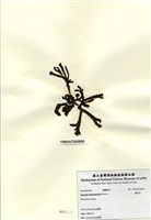 藏品(鳳尾菜)的圖片